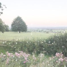 an open field with flowers and trees in the background