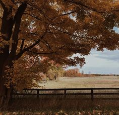 an open field with trees and a fence in the foreground, surrounded by fall foliage