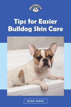 a dog laying in a bathtub with the title tips for easier bulldog skin care