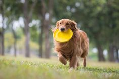 a dog running with a frisbee in its mouth and trees in the background