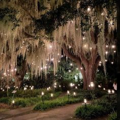 a large tree with lots of lights hanging from it's branches