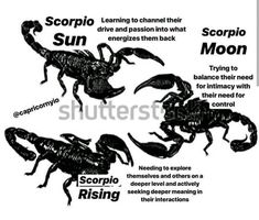 scorpions and other animals are depicted in this diagram