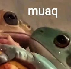 a frog is sitting next to another frog with the word muaaq on it