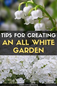 white flowers with text that reads tips for creating an all white garden on top of it