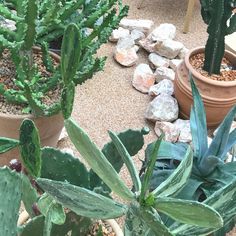 there are many plants in the pots on the ground near some rocks and gravels