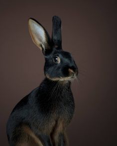 a black and brown rabbit sitting on top of a table