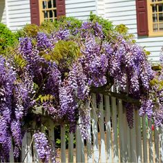 purple flowers growing on the side of a white picket fence in front of a house