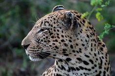 a close up of a cheetah looking at something in the distance with trees in the background