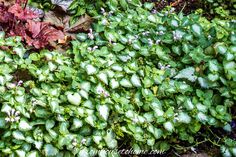 green plants growing in the ground next to each other with purple and white flowers on them