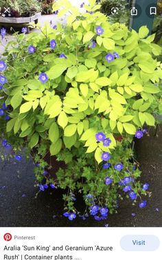 blue and yellow flowers are growing in a pot