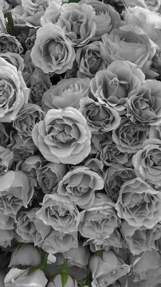 black and white photograph of flowers with green leaves