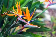 colorful bird of paradise flowers blooming in the garden