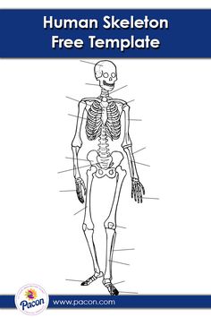 the human skeleton is shown in this coloring page for kids to learn how to draw it