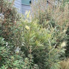 some very pretty plants in front of a house