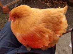 a close up of a chicken on someone's lap