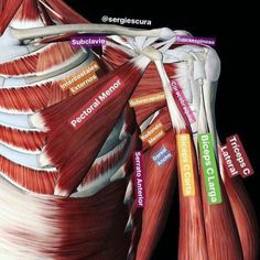 Muscles Anatomy, Anatomy Physiology, Yoga Anatomy, Hand Therapy