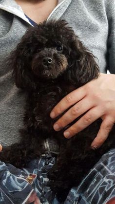 a person holding a small black dog in their lap