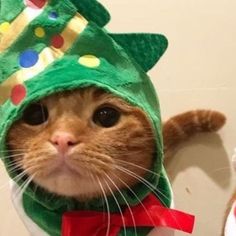 an orange cat wearing a green hat with polka dots on it's head and ears