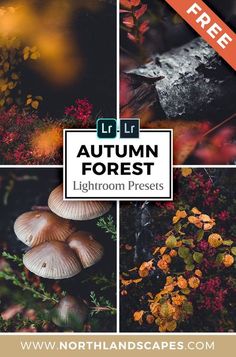 autumn forest lightroom presets