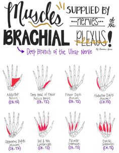 the instructions for how to draw hands