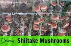 a bunch of mushrooms growing on the side of a fence with text overlay that reads, creating shiitake mushrooms