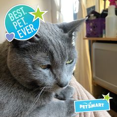 a gray cat with green eyes sitting on top of a couch