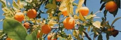 an orange tree with lots of ripe oranges growing on it's branches and leaves