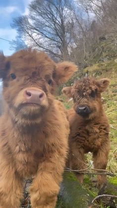 two baby brown cows standing next to each other on a hill with trees in the background