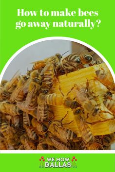 Did you know that you can eliminate bees in your yard safely without harming them? Find out how to get rid of bees in your backyard. Getting Rid Of Bees, Ground Bees, Spring Lawn Care, Bad Bugs, Backyard Diy, Citronella Candles, Plant Diseases