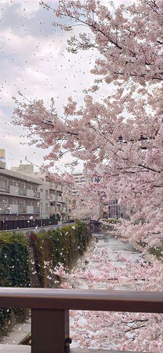 a view of a river with pink flowers on the trees and buildings in the background