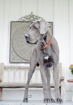 a large gray dog standing on top of a white floor next to a wooden bench