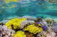 colorful corals and algae growing on the ocean floor