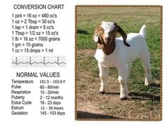 a goat standing on top of a grass covered field next to an ectomgram