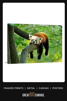 a red panda hanging from a tree branch in a forest with the caption framed prints metal canvass posters great big canvass