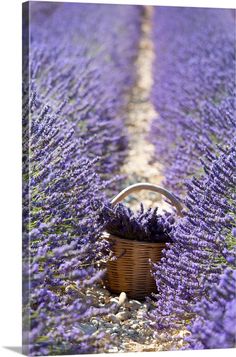 a basket full of lavender flowers sitting in the middle of a field