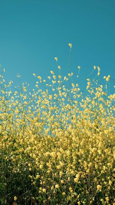 the yellow flowers are blooming all over the field and blue sky is in the background