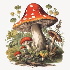 a group of mushrooms sitting on top of a lush green field