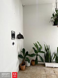 several houseplants are lined up against the wall