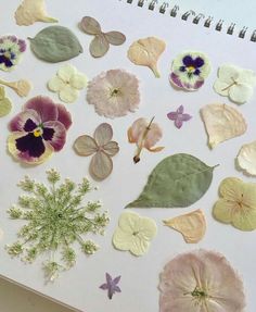 an open notebook with pressed flowers and leaves on it