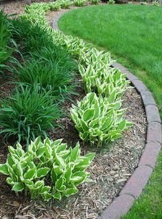 some green plants are in the middle of a flower bed and there is a brick edging around it