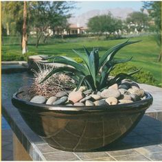 a large potted plant sitting on top of a stone wall next to a pool