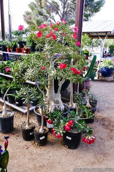 many potted plants and trees on display in a garden center