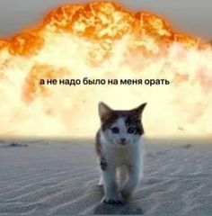 a cat that is walking in front of a large fireball with words on it