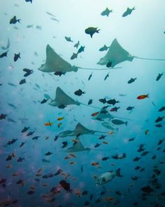 a large group of fish swimming in the ocean together with some wires attached to them