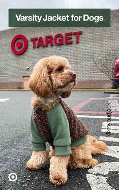 a small dog wearing a sweater sitting in front of a target store with the words varsity jacket for dogs on it