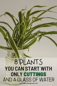 a plant in a jar with the words 8 plants you can start with only cuttings and a glass of water