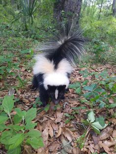 a black and white skunky walking through the leaves on the ground in front of some trees