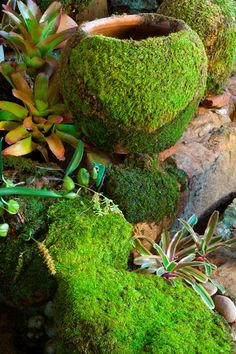 moss covered pots are sitting on the ground