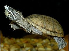 a close up of a small turtle on top of some rocks and gravel in the dark