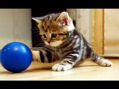 a kitten playing with a blue ball on the floor